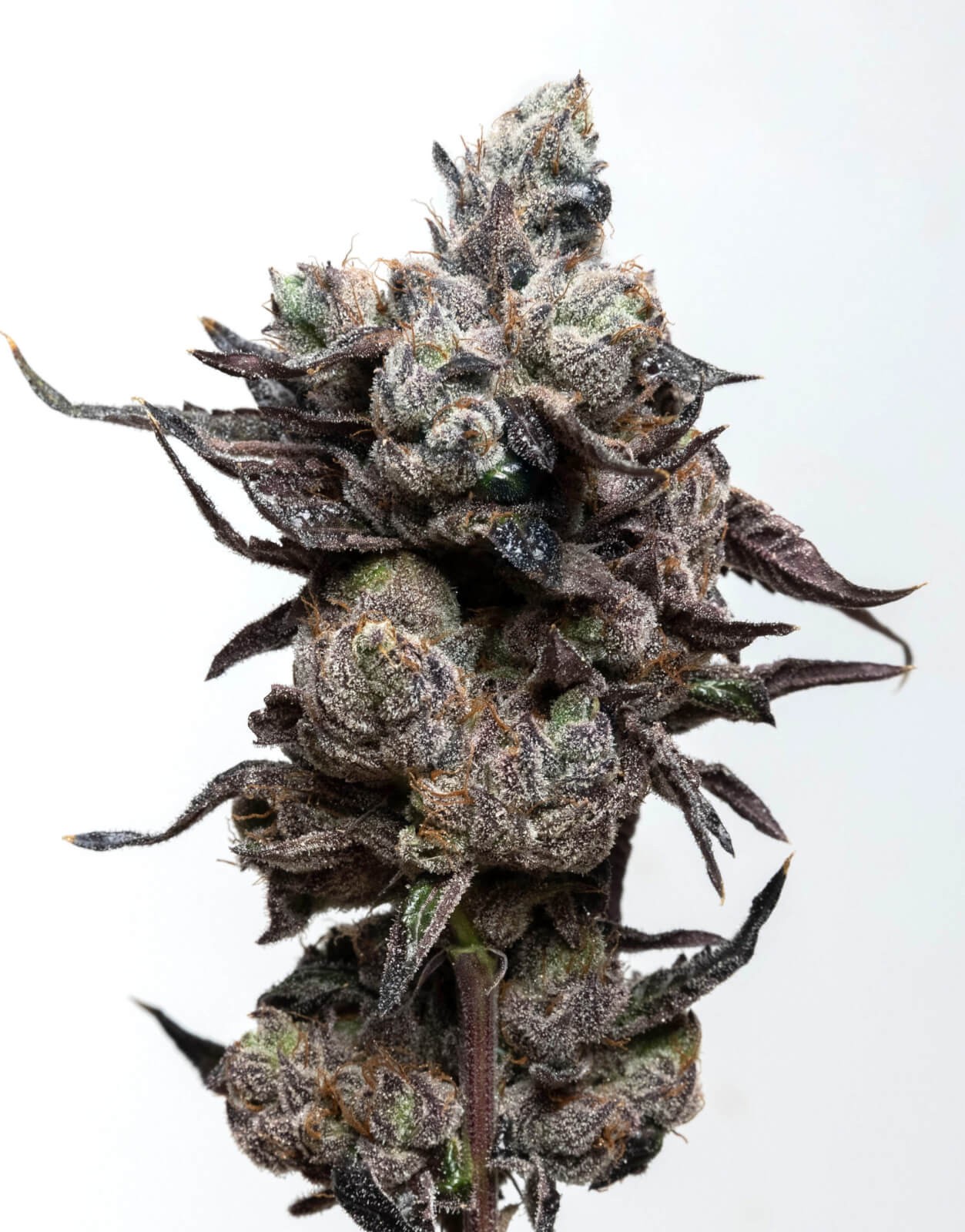 Runtz S1 Feminized by Elev8 Seeds