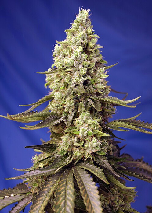 Runtz XL Auto Autoflower by Sweet Seeds