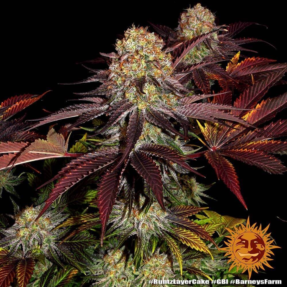 Runtz x Layer Cake Feminized by Barneys Farm