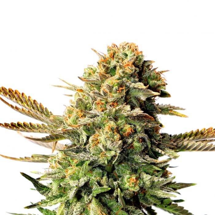 Russian Doll Feminized by Kannabia