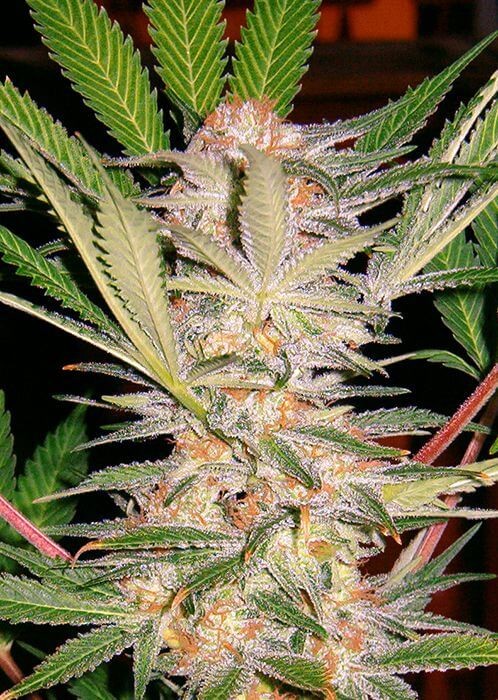 S.A.D. Sweet Afgani Delicious S1 Feminized by Sweet Seeds