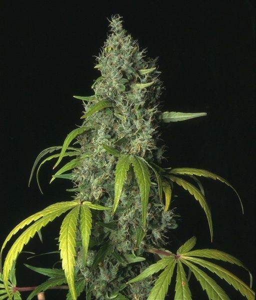 S.A.G.E. Feminized by T.H. Seeds