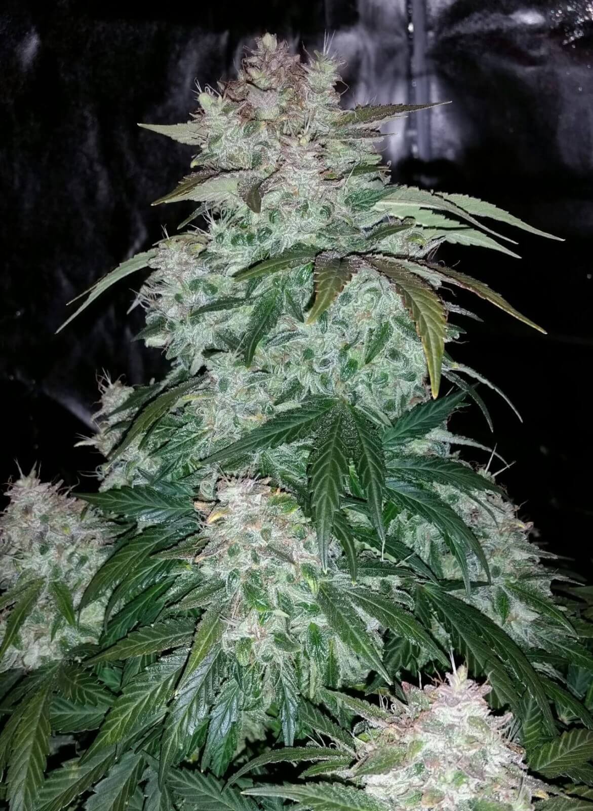 S.O.D.K. Auto Autoflower by Mephisto Genetics