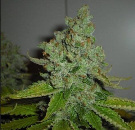 SFV Og Kush IBL Feminized by The Cali Connection