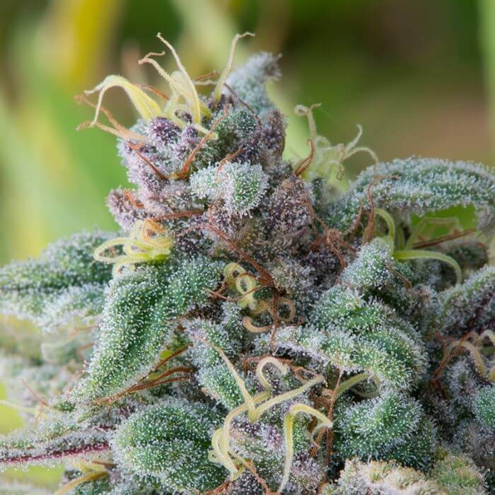 SFV#1 Feminized by BSF Seeds