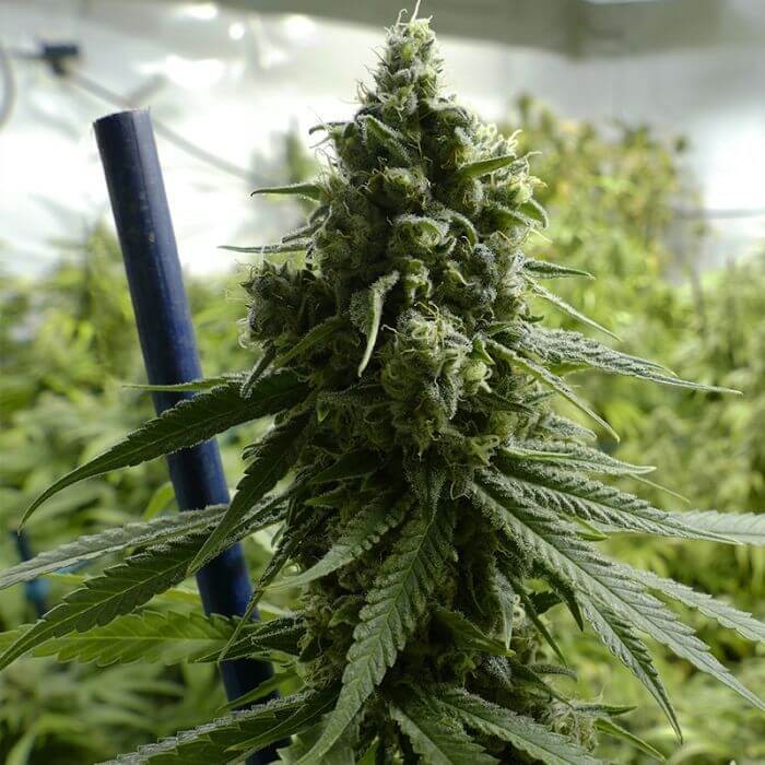 SLH Feminized by BSF Seeds