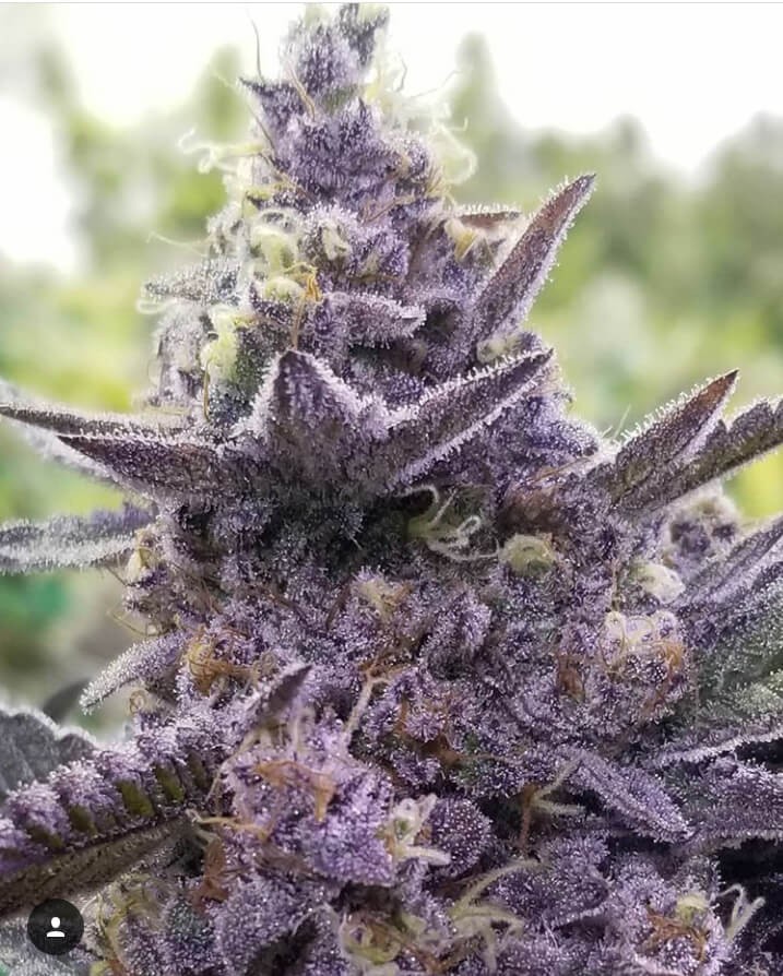 Safety Meeting Regular by Jinxproof Genetics