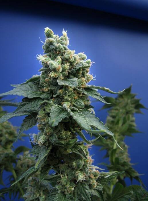 Sage N Sour Feminized by T.H. Seeds