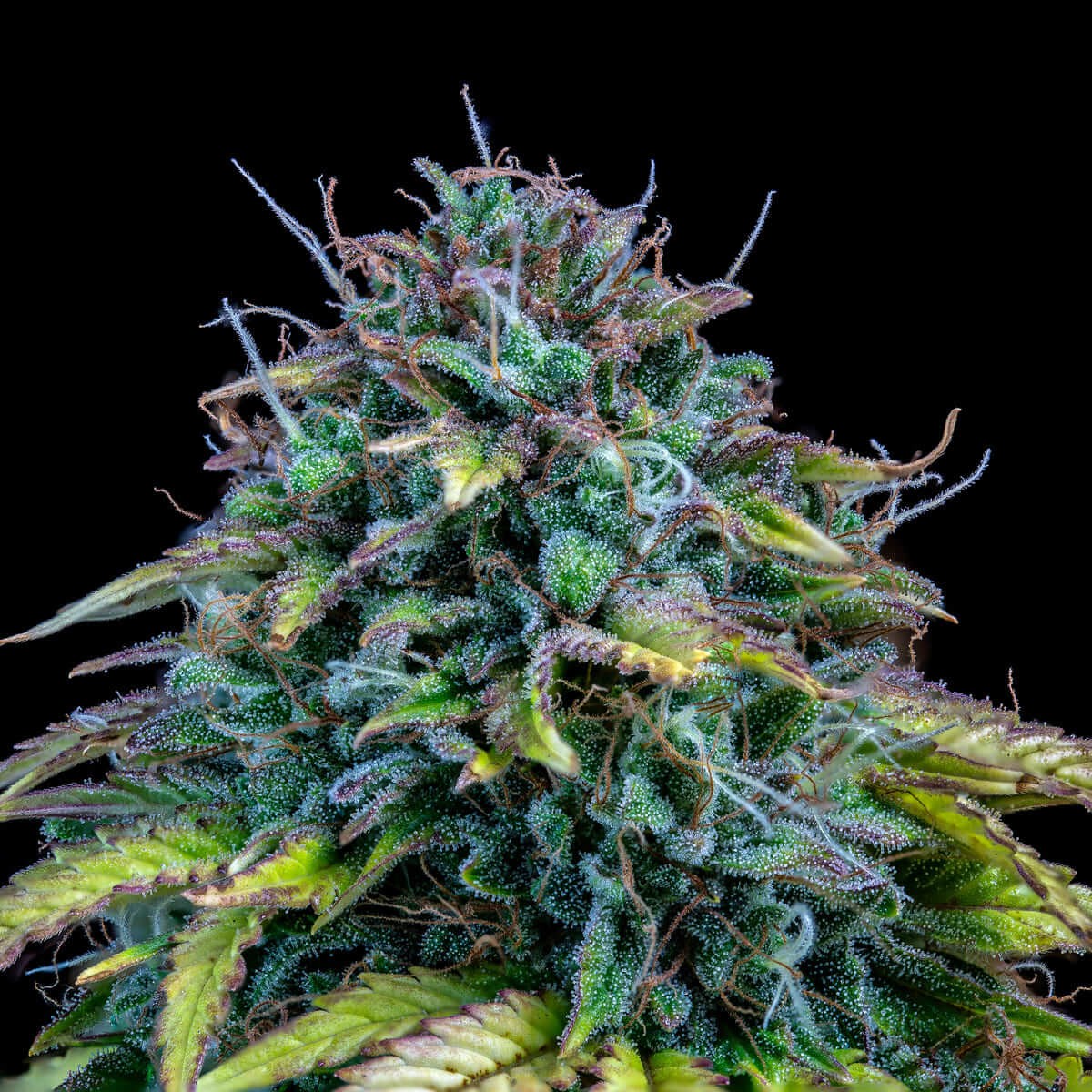 Samsquanch OG Auto Autoflower by Mephisto Genetics