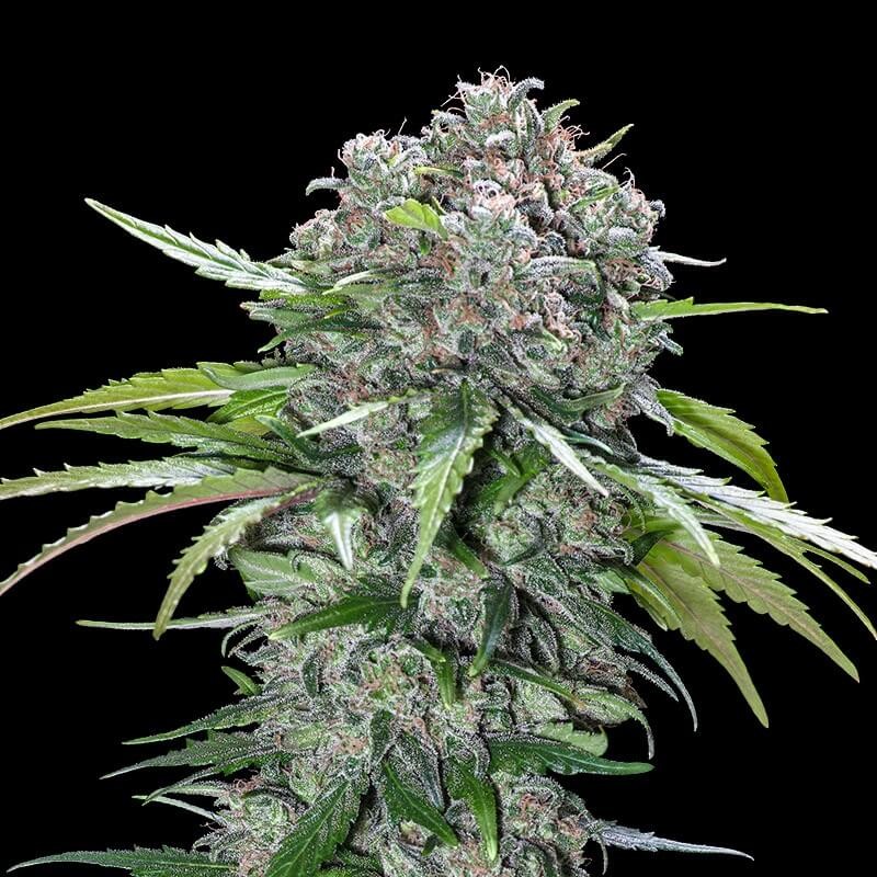 San Bacio Burger Feminized by Advanced Seeds