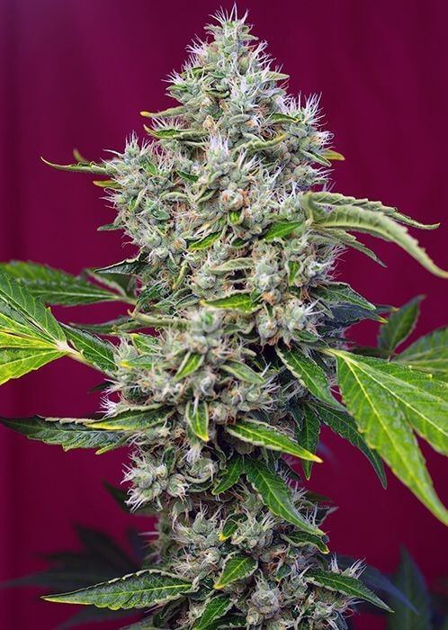 San Fernando Lemon Kush Feminized by Sweet Seeds