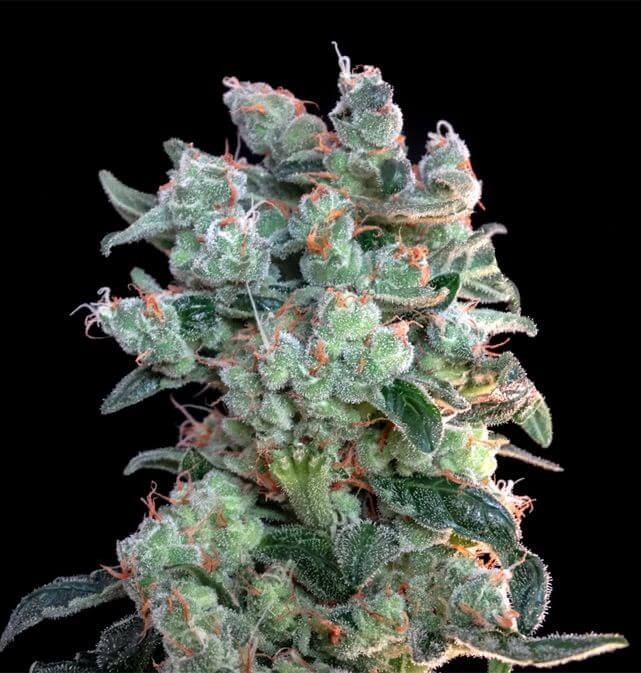 Santa Bilbo Feminized by Genehtik