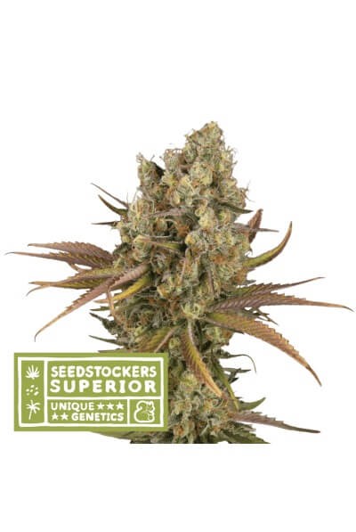 Santa Marta Haze Auto Autoflower by Seedstockers