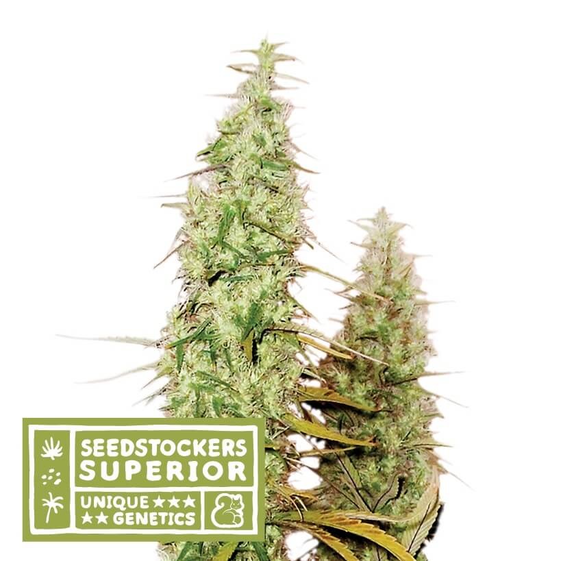 Santa Marta Haze Feminized by Seedstockers