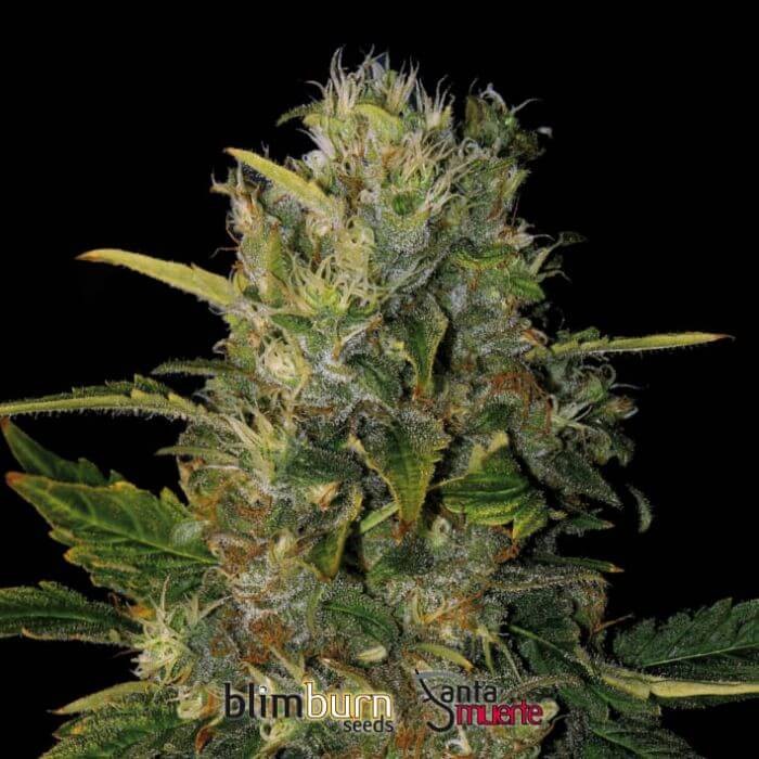 Santa Muerte Feminized by Blimburn Seeds
