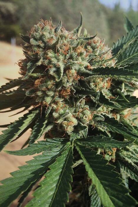 Sapphire OG Feminized by Humboldt Seed Organization