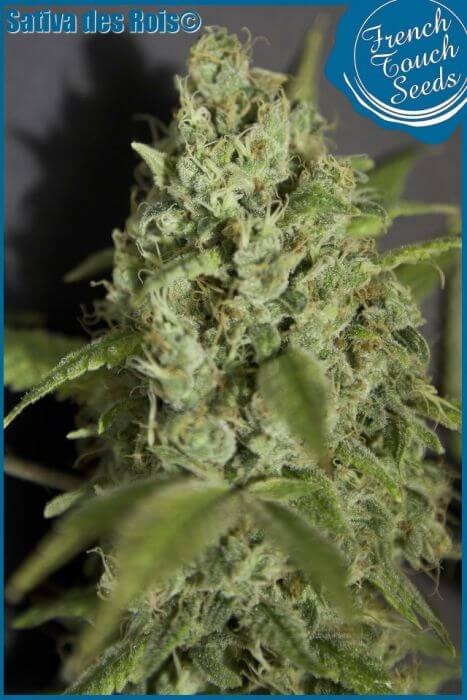 Sativa Des Rois Feminized by French Touch Seeds