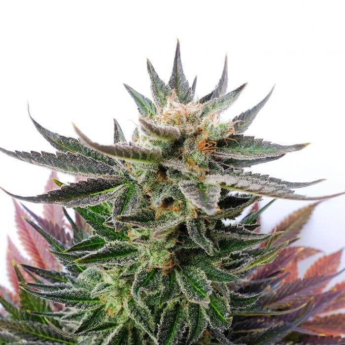 Sativa Dream - LOL Feminized by Kannabia