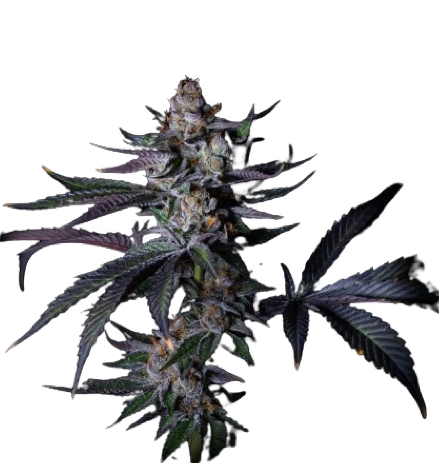 Satzuma Revenge Feminized by The Grateful Seeds