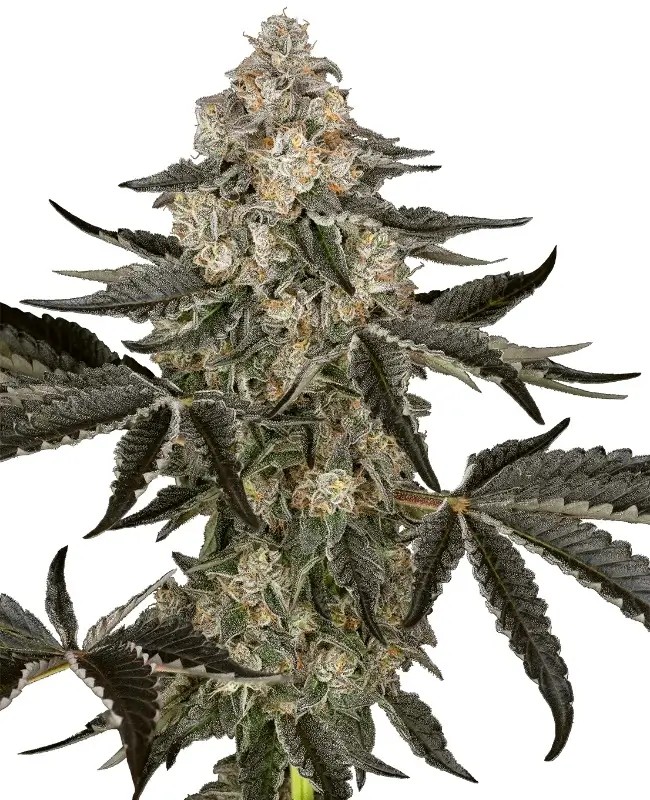 Sauvignon Blanc Autoflower by Sensi Seeds