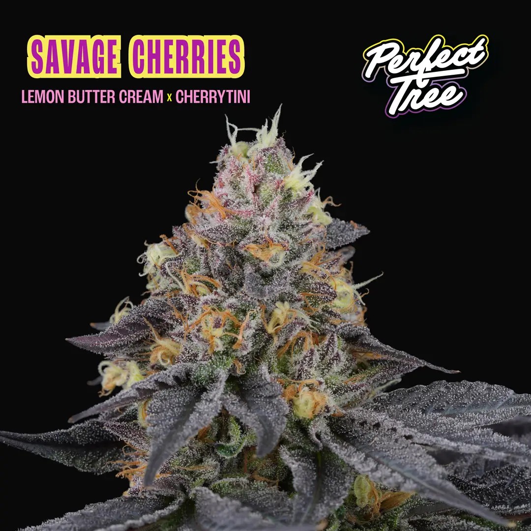 Savage Cherries Feminized by Perfect Tree