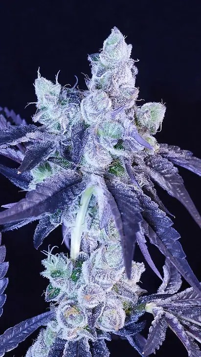 Scissors Sisters Feminized by Botafarm Genetics