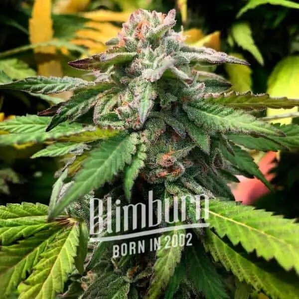 Scott OG Feminized by Blimburn Seeds