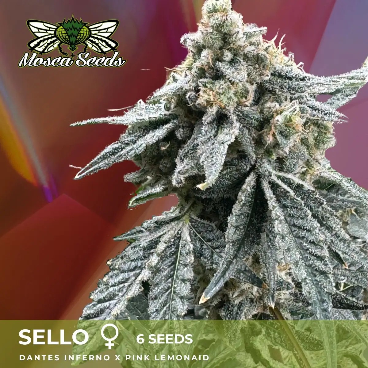 Sello Feminized by Mosca Seeds