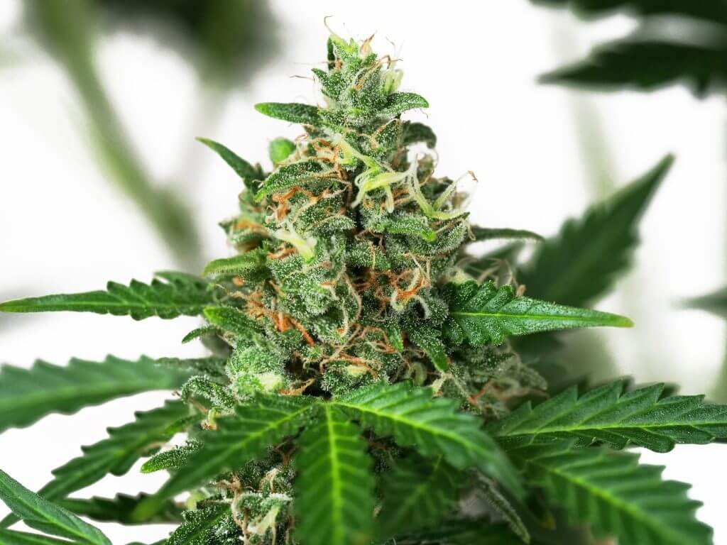 Sensi Amnesia Autoflower by Sensi Seeds
