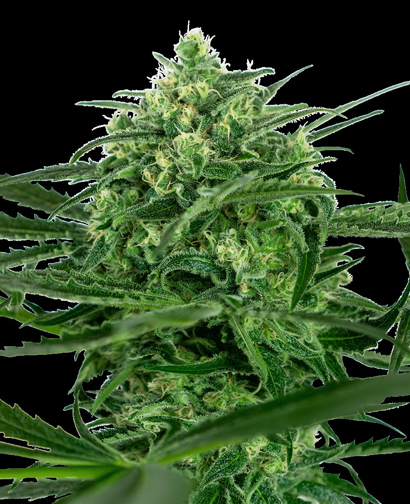 Sensi Amnesia Feminized by Sensi Seeds
