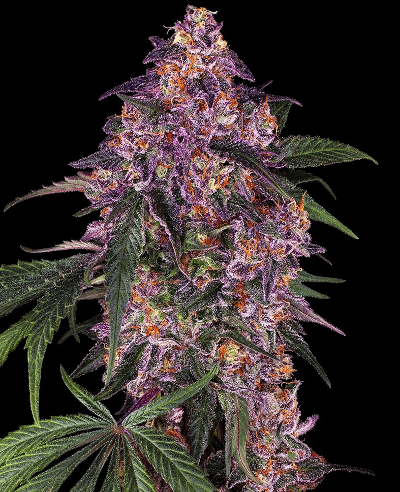 Sensi Purple Kush Feminized by Sensi Seeds