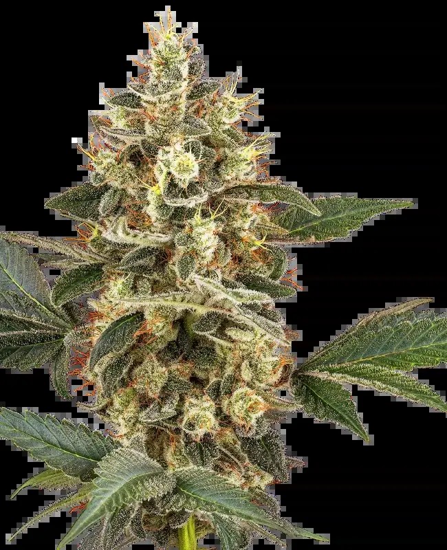 Sensi Sangria Feminized by Sensi Seeds