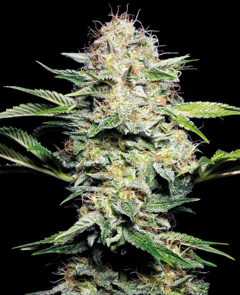 Sensi Skunk Auto Autoflower by Sensi Seeds