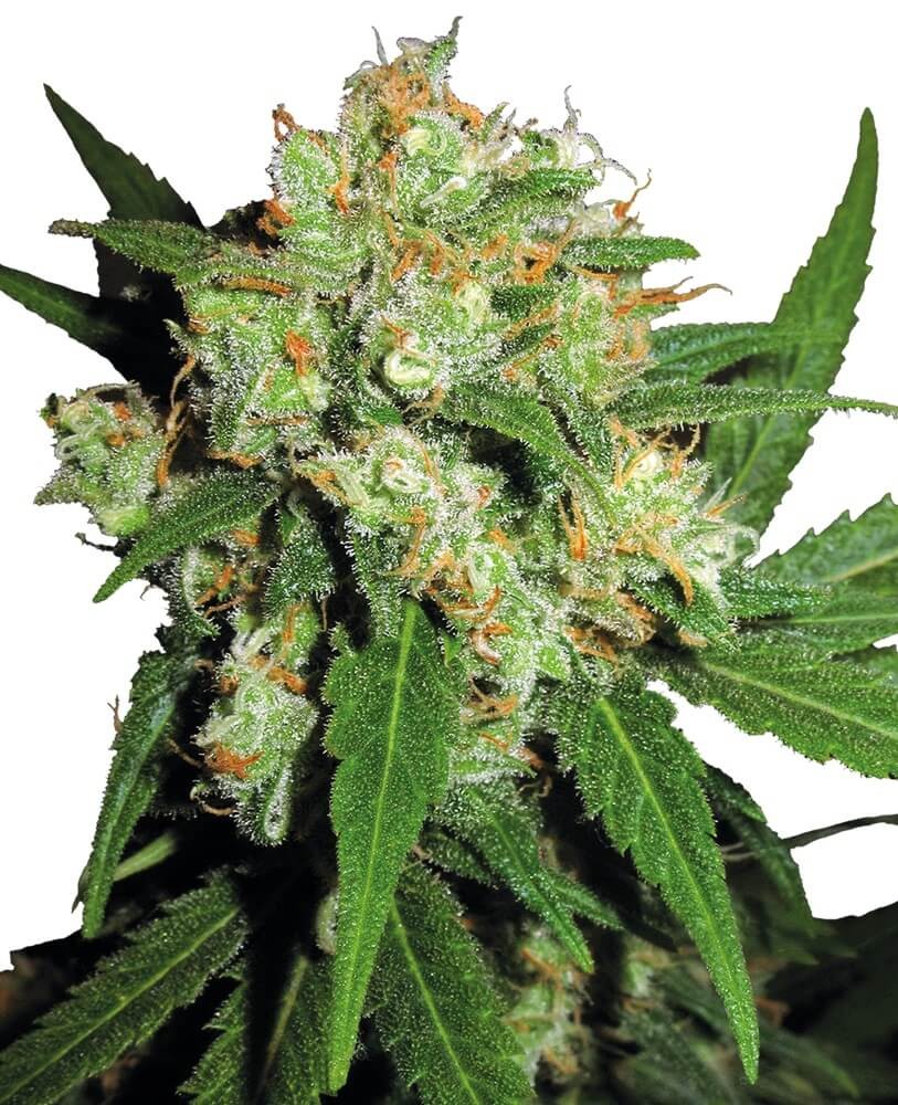Sensi Skunk Regular by Sensi Seeds
