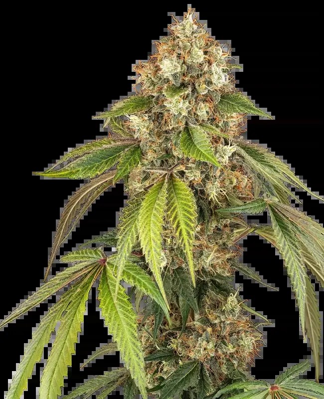 Sensi True Blood Feminized by Sensi Seeds