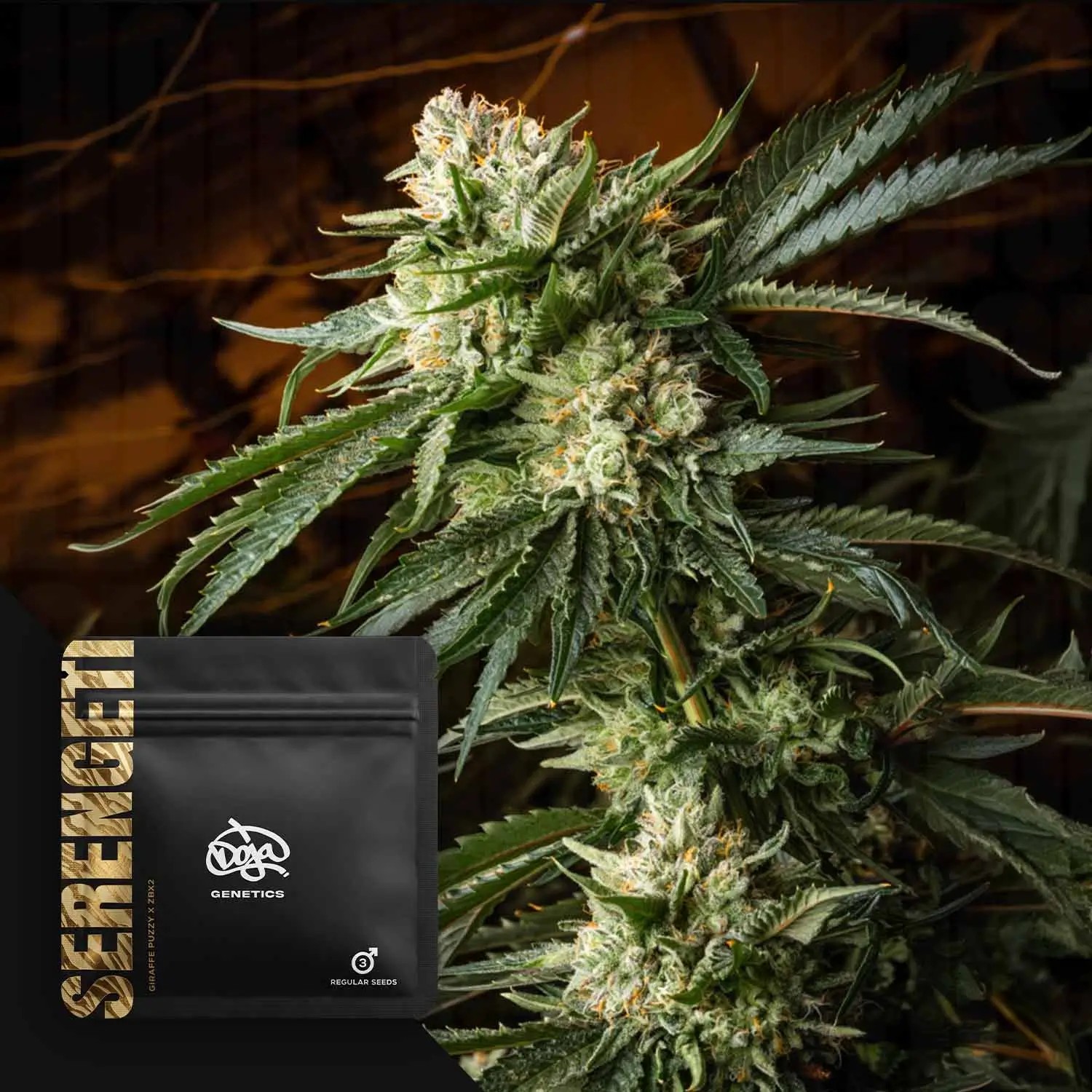 Serengeti Regular by Doja Pak