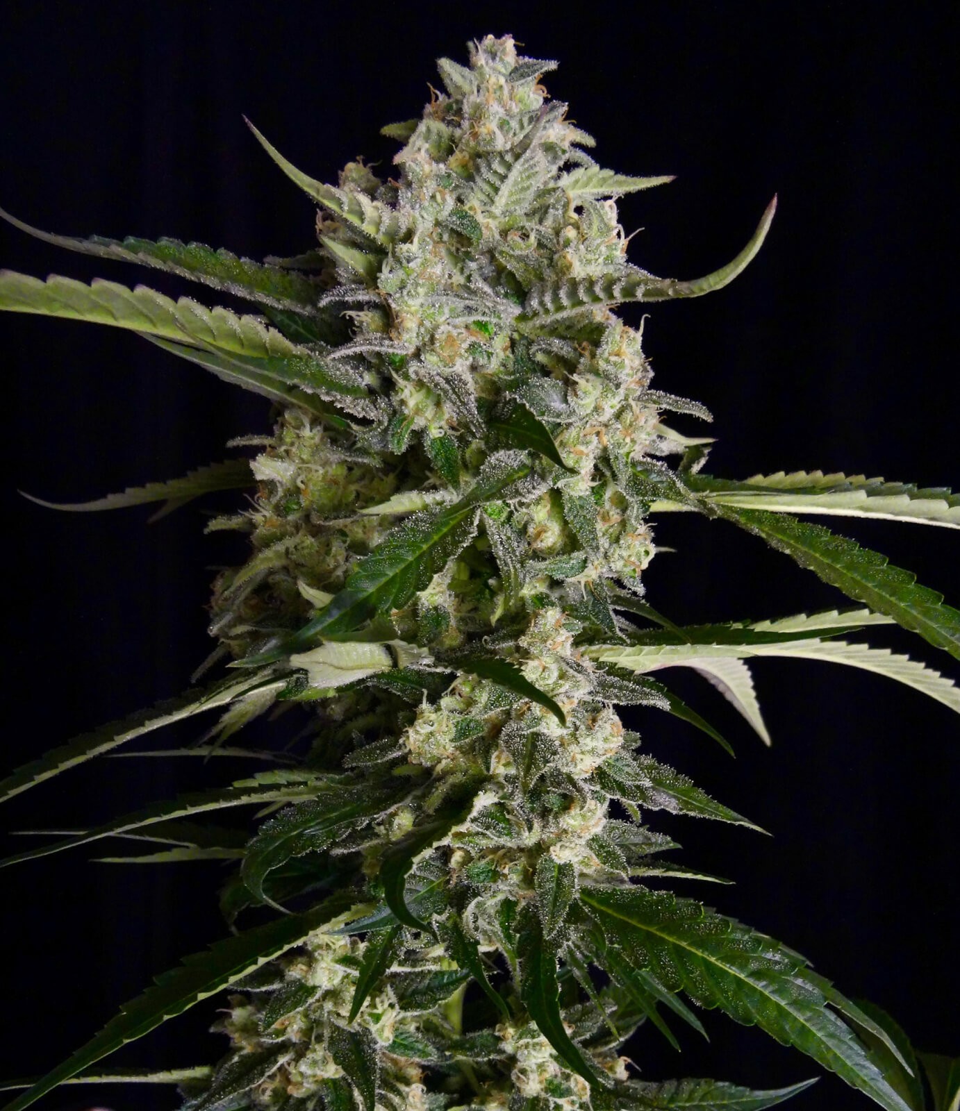 Seriosa Feminized by Serious Seeds