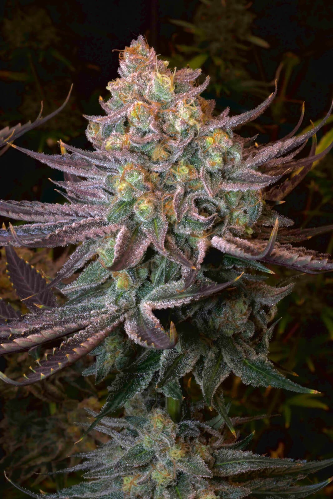 Seriotica Feminized by Serious Seeds
