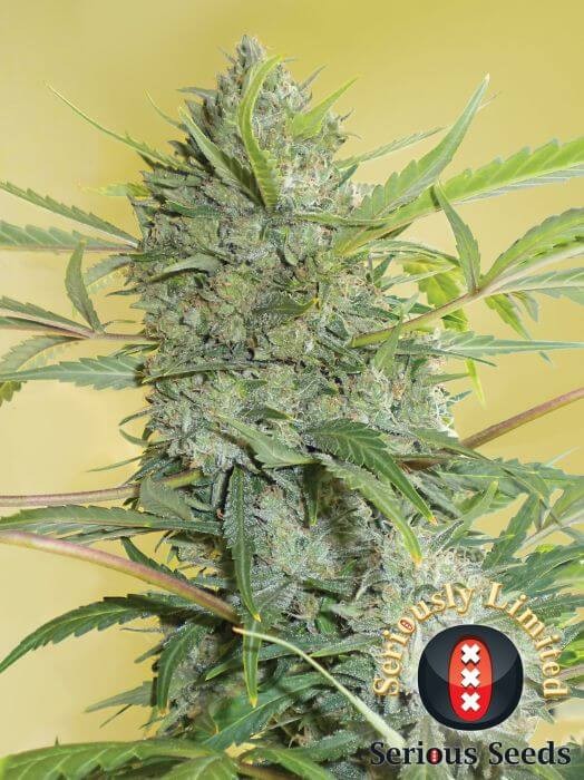 Serious Happiness Feminized by Serious Seeds