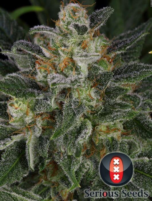 Serious Kush Feminized by Serious Seeds