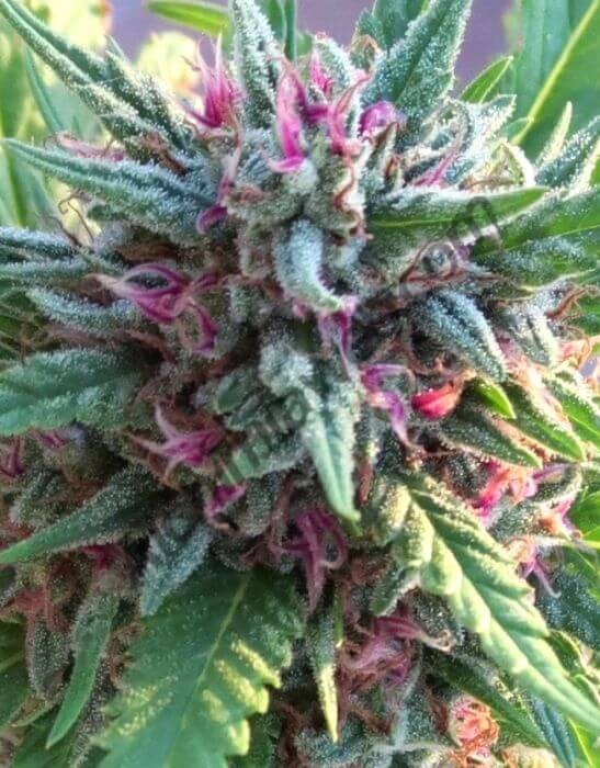 Serious Six Feminized by Serious Seeds
