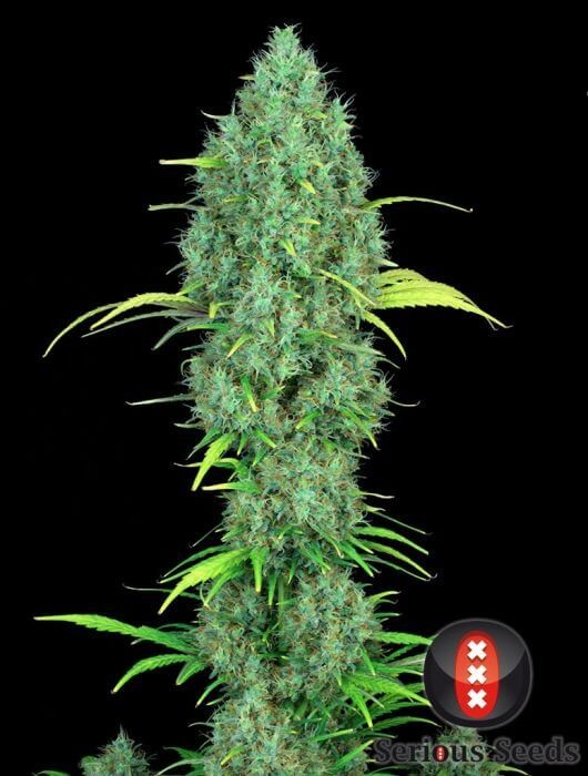 Serious Six Regular by Serious Seeds