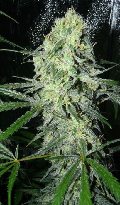 SexBud Feminized by Female Seeds