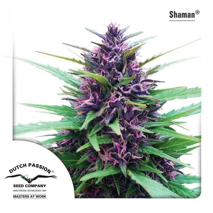 Shaman Regular by Dutch Passion