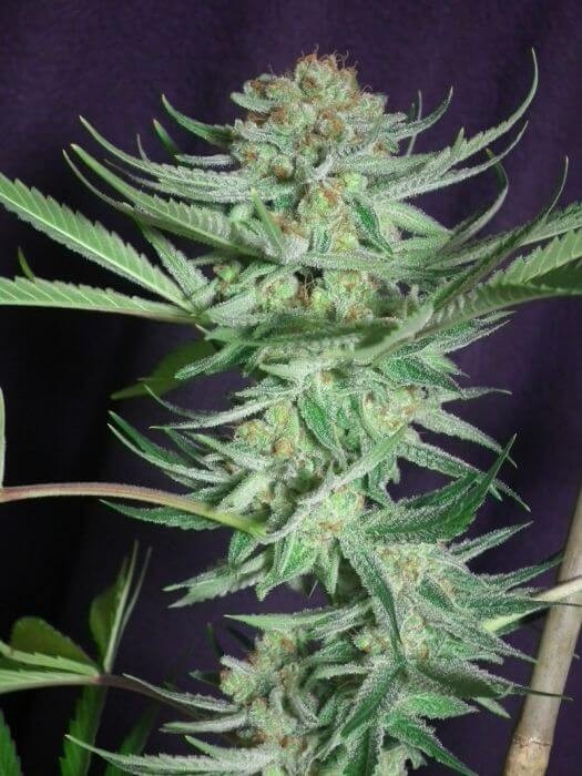 Shangrila Regular by Jinxproof Genetics