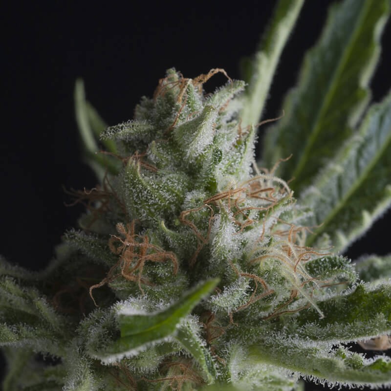 Shark Feminized by Pyramid Seeds