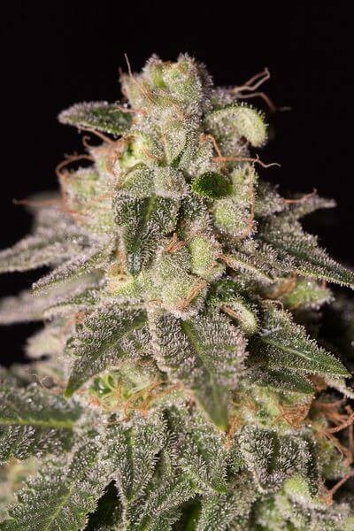 Shark Shock CBD Feminized by Dinafem