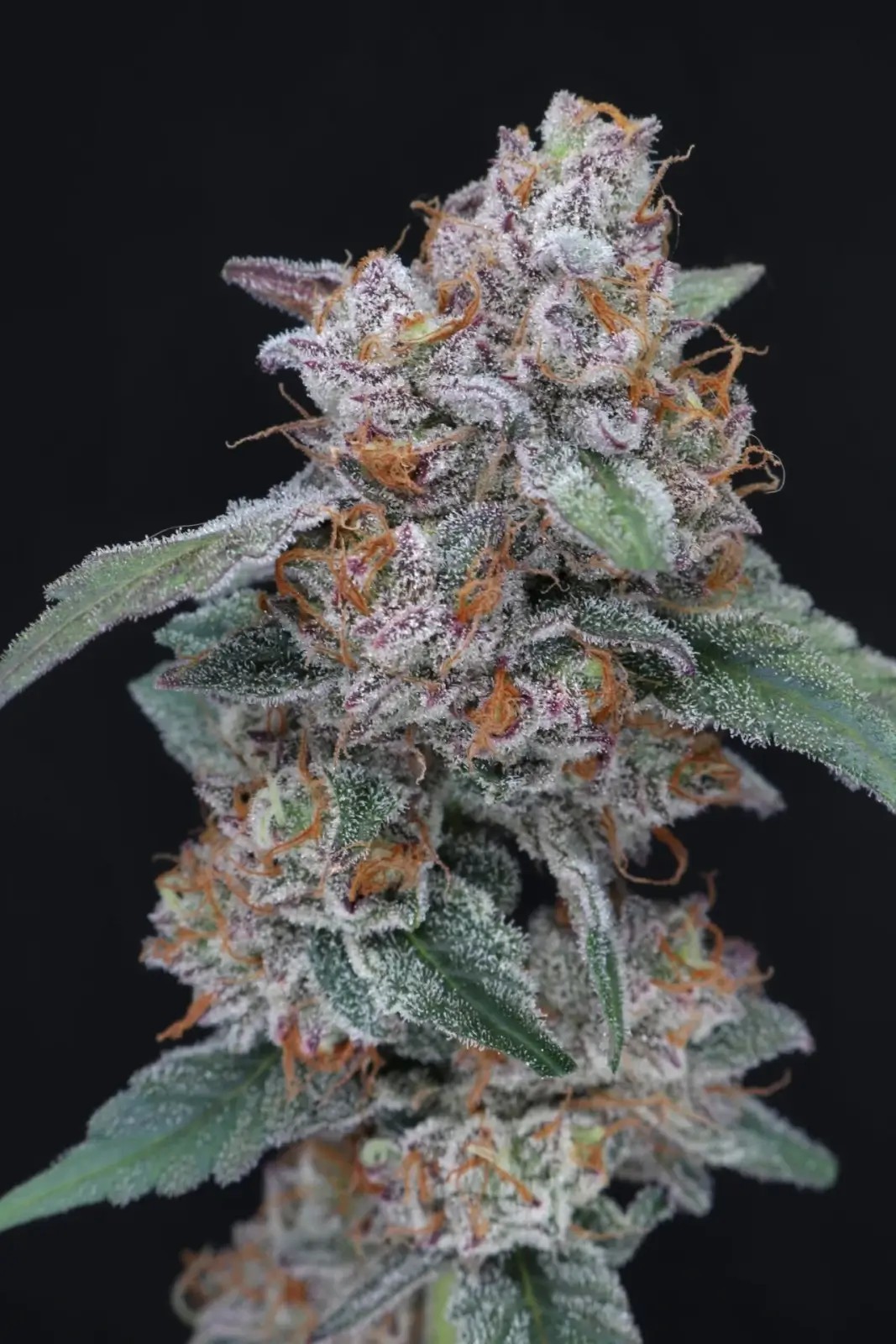 SherBacio OG Auto Autoflower by Pure Instinto
