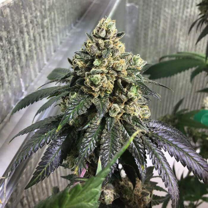 Sherb Biker Regular by Karma Genetics