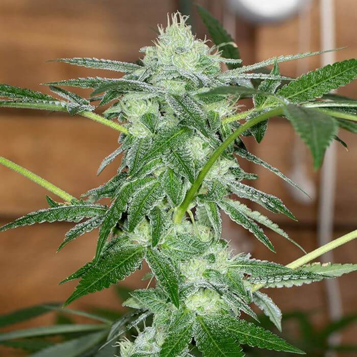 Sherb Tini Regular by Karma Genetics